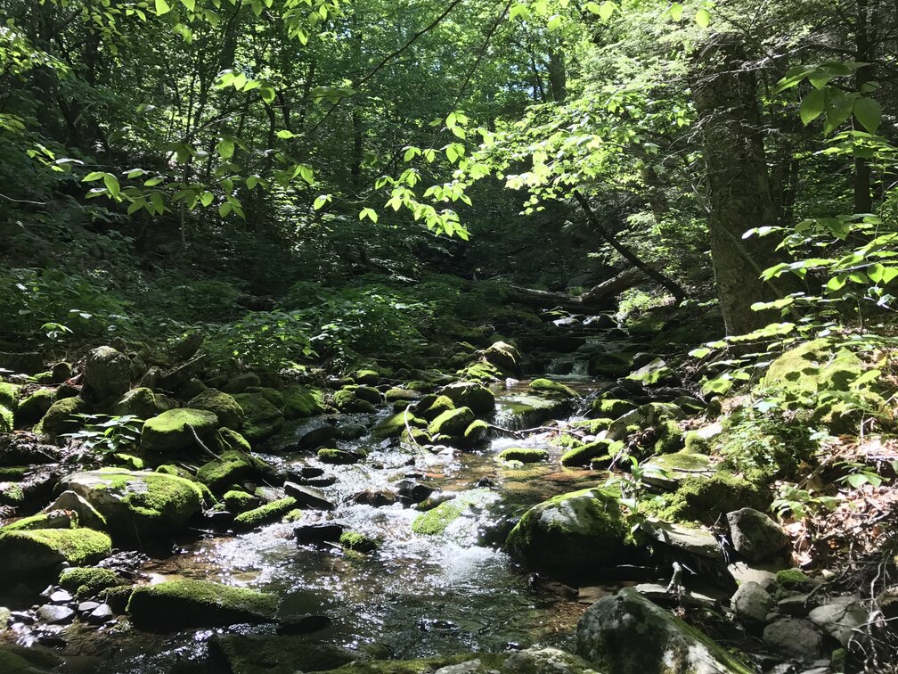 Mossy stream