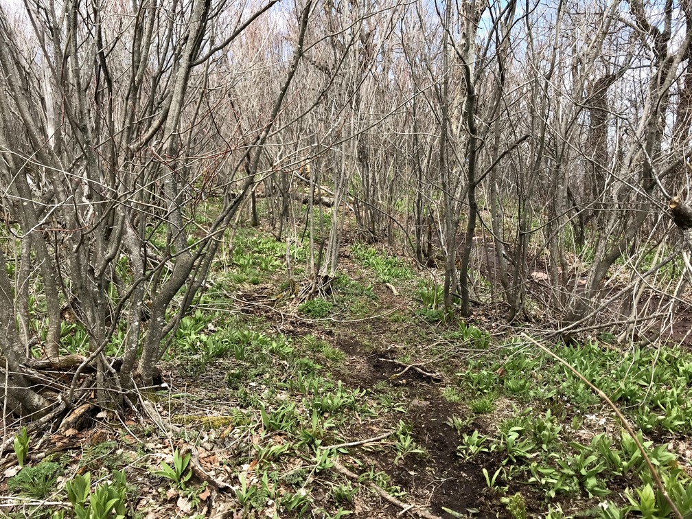 Ground cover emerging