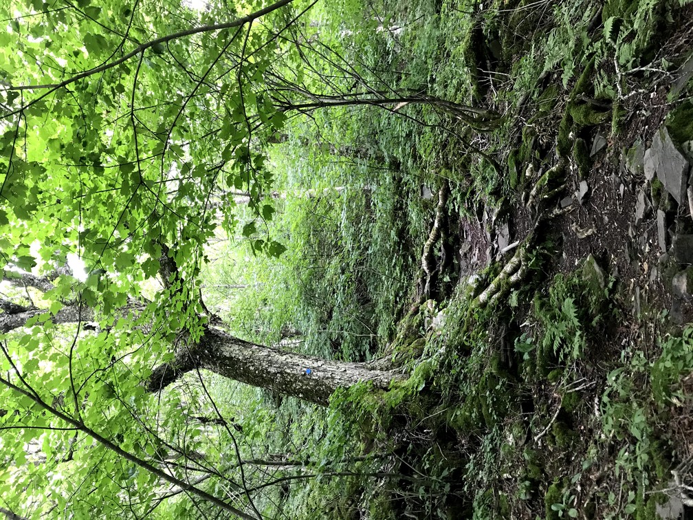 Roots crossing the path