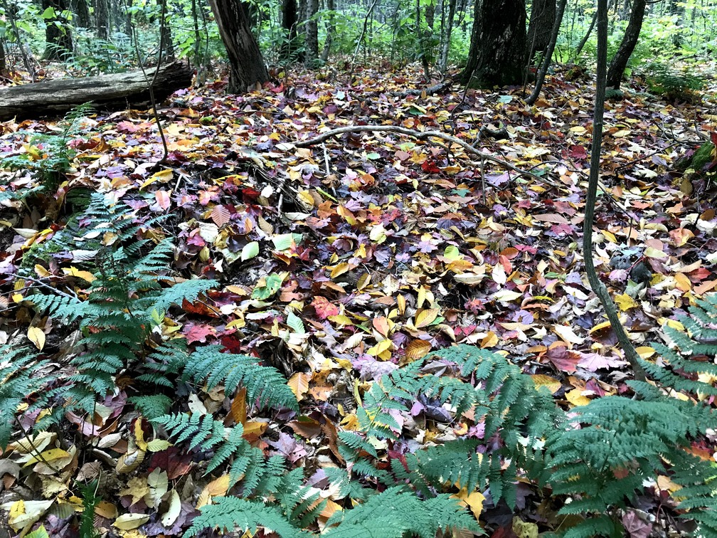Colorful leaf litter