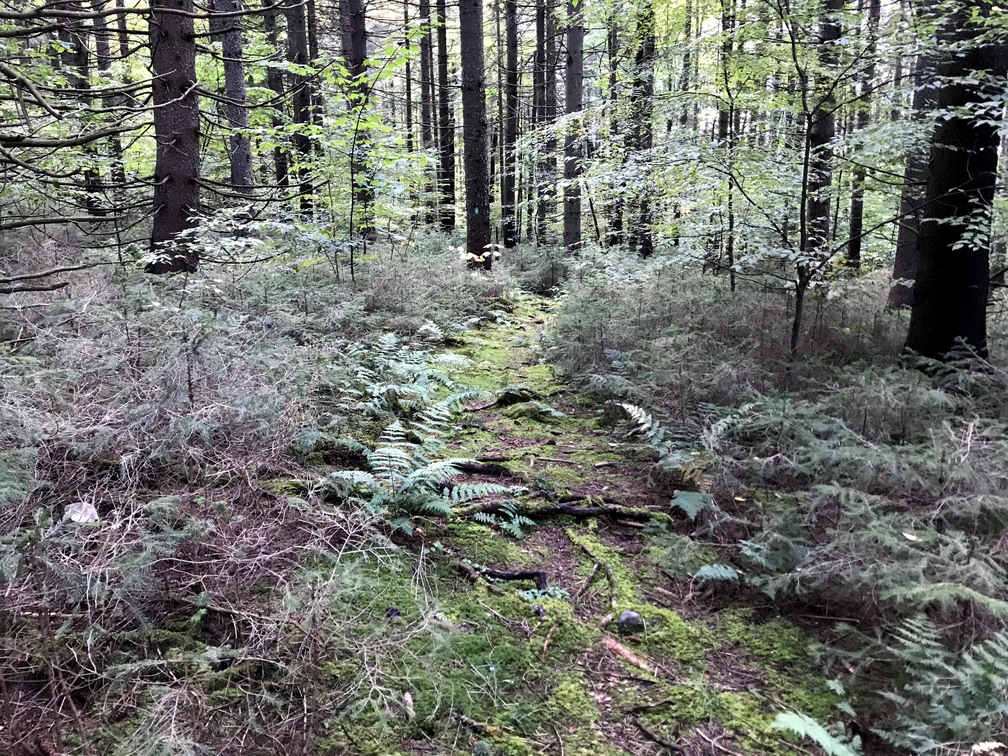 Mossy walk on the trail