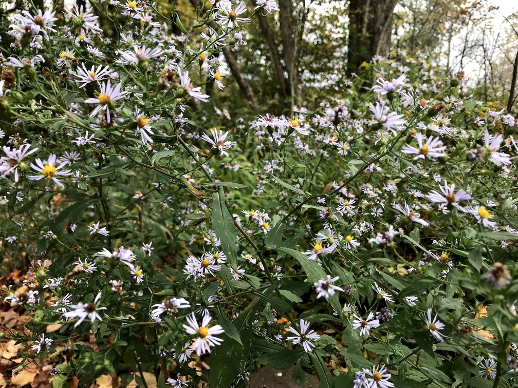 New England Wood Asters