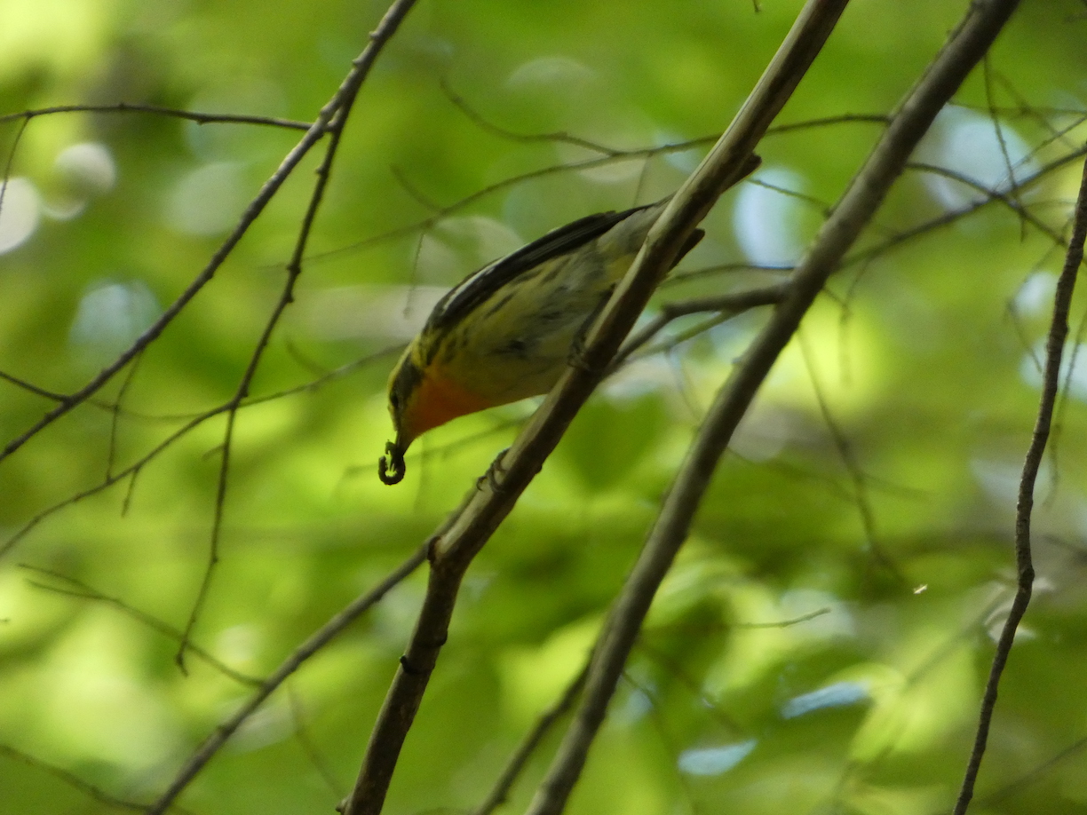 Blackburnian warbler with worm