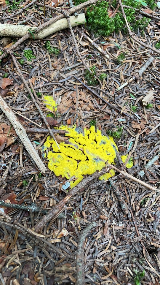 Dog Vomit slime mold