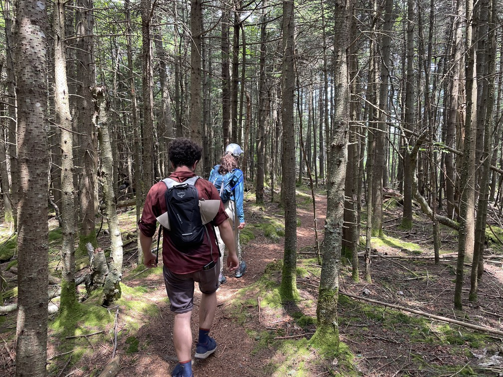 Hiking through scruffy pines between summits