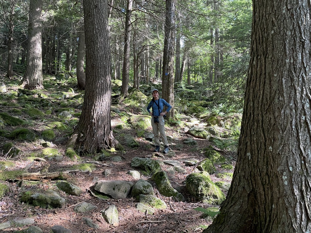 Tall trees and mossy rocks