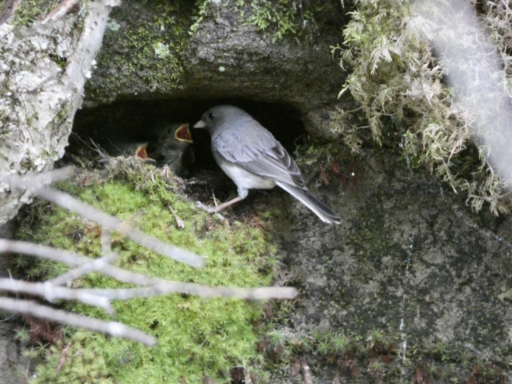 Baby Juncos being fed