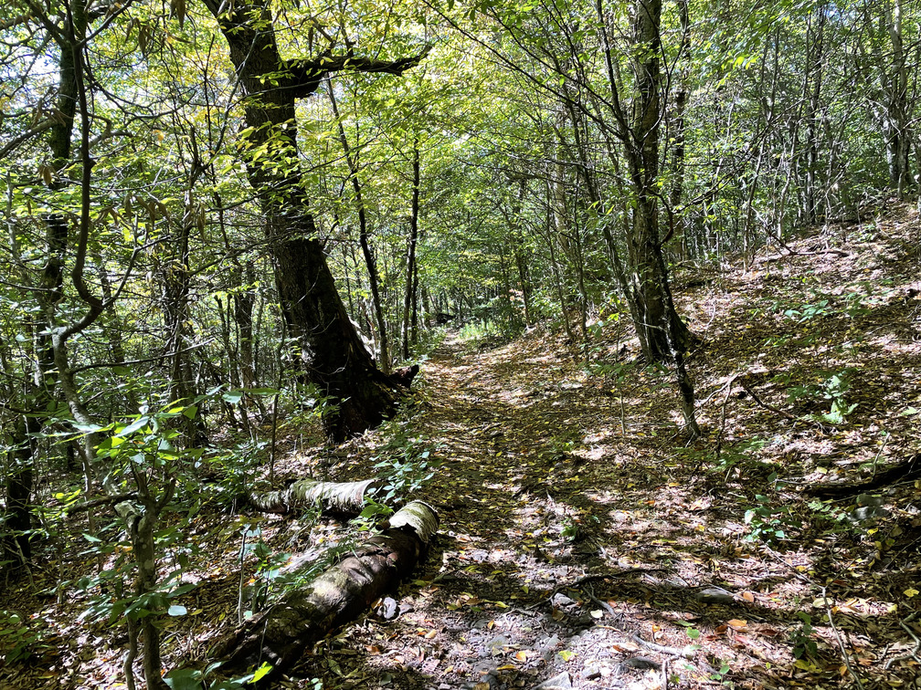 Sun beaming onto trail