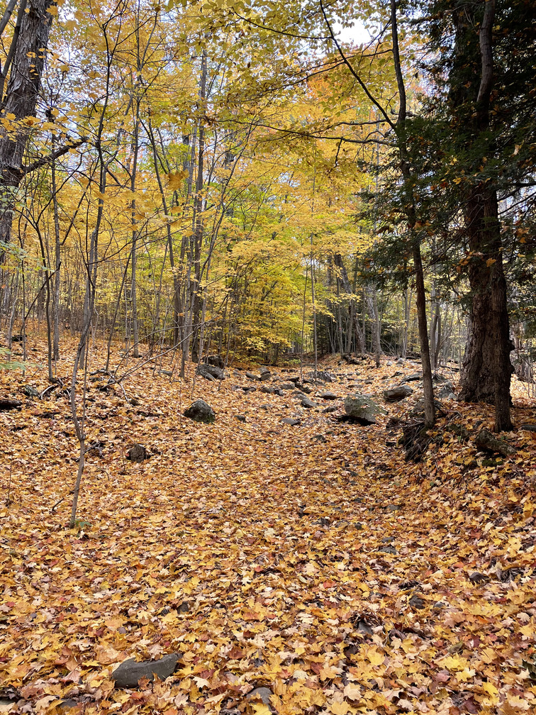 Colorful leaf litter