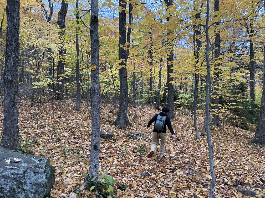 Sketchy walk through leaf litter