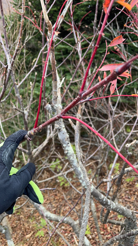 Smooth Sumac