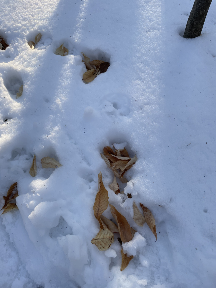 Beech leaves in holes the snow