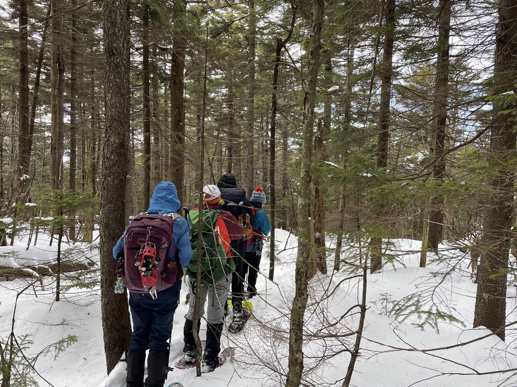 Dense forest near a summit