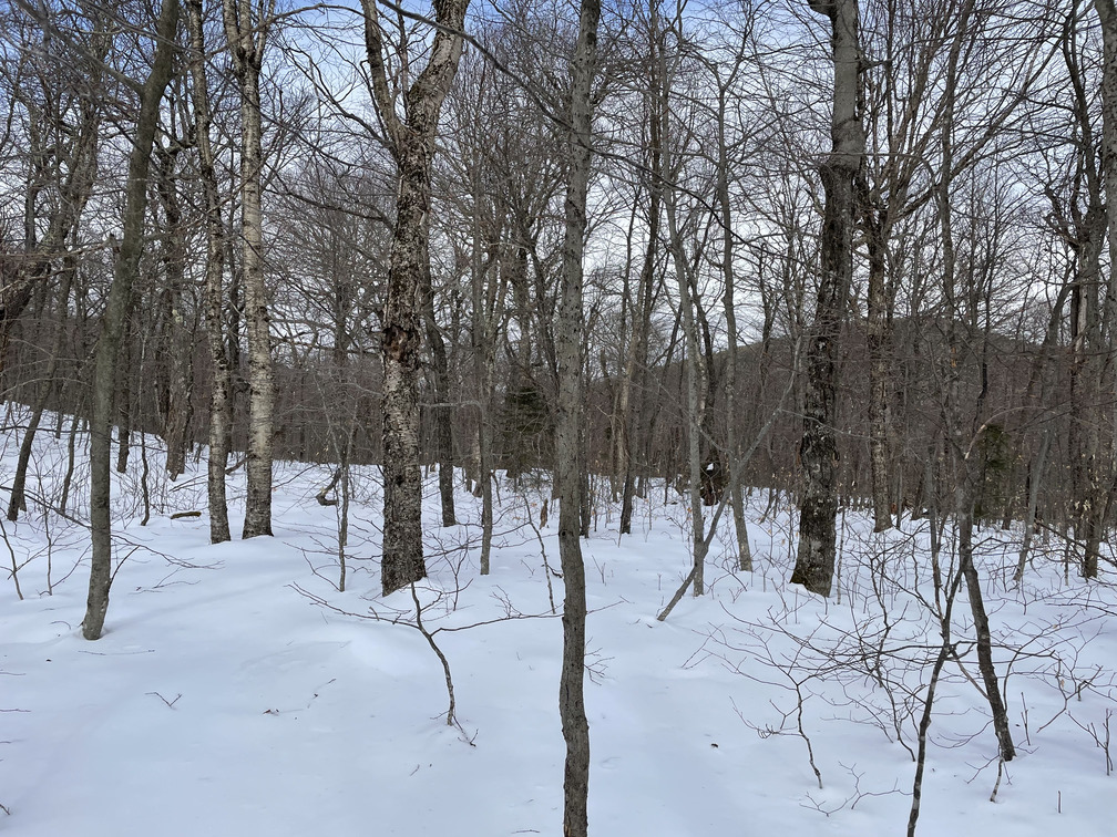 Open col with deciduous trees