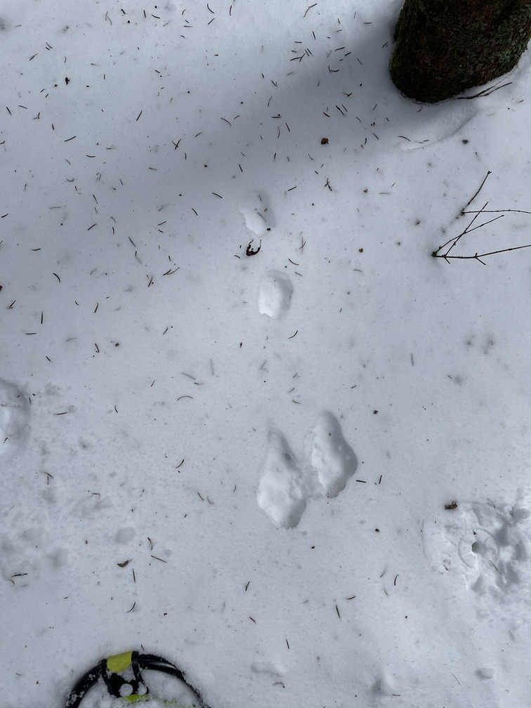 Snowshoe hare tracks