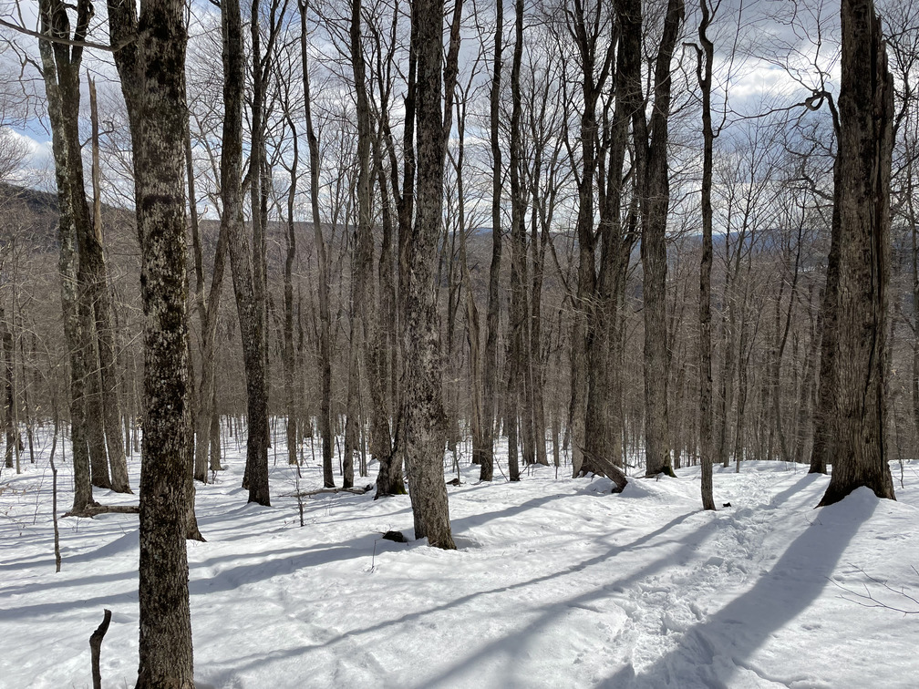 Open forest