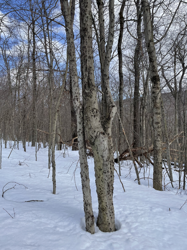 Pockmarked trees