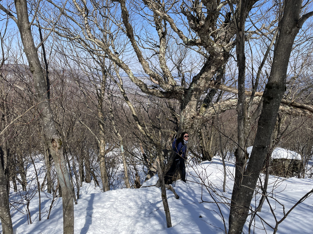 Giant Birch near Vly summit