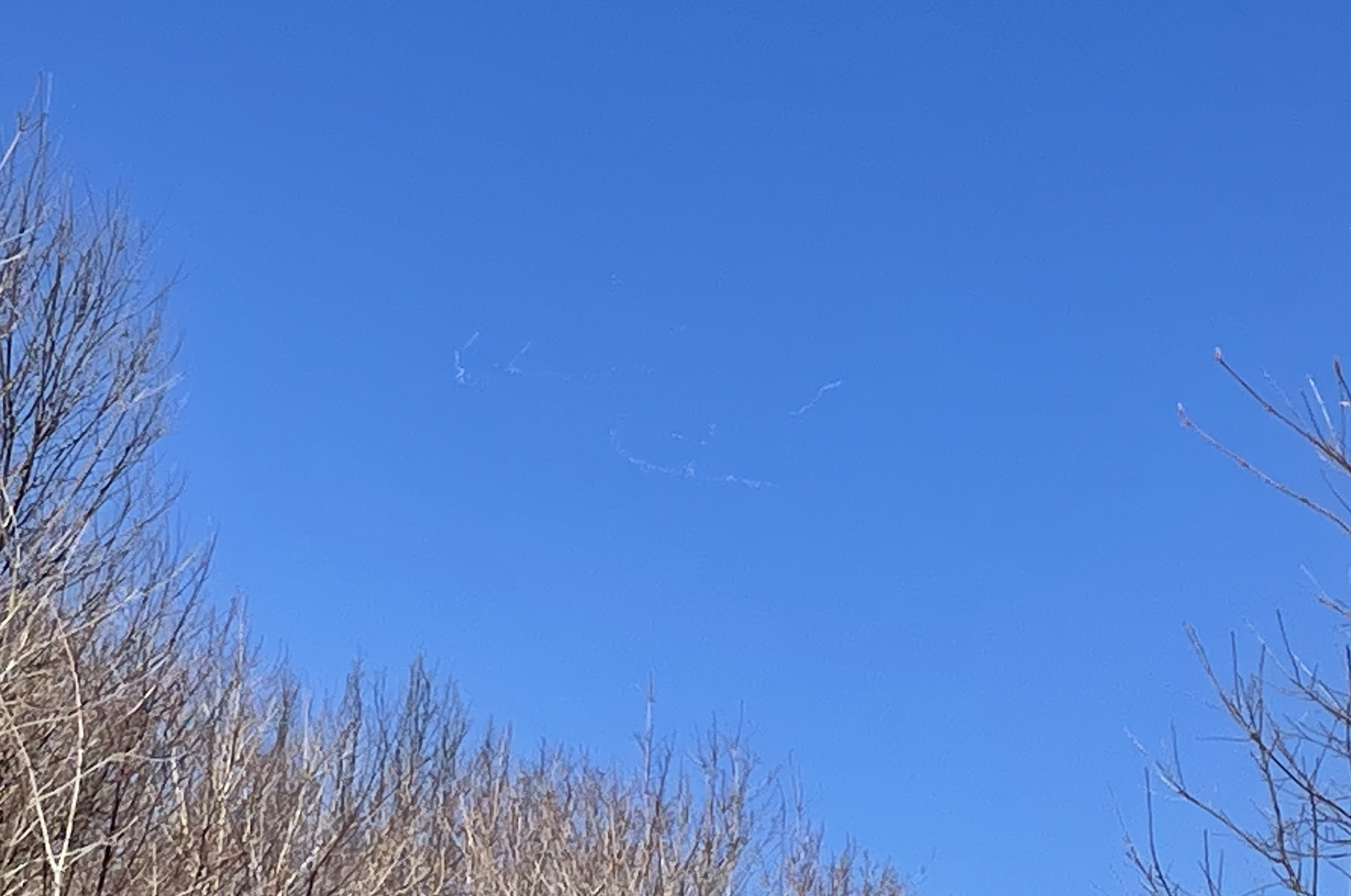 Snow Geese flying high overhead