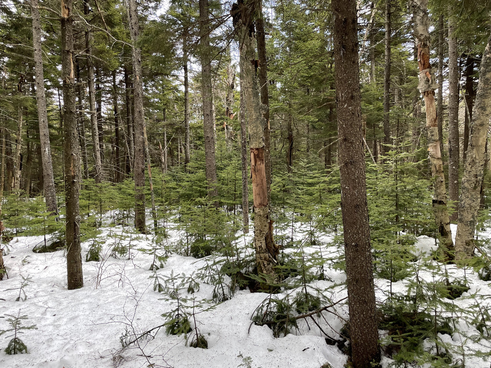 Baby hemlocks