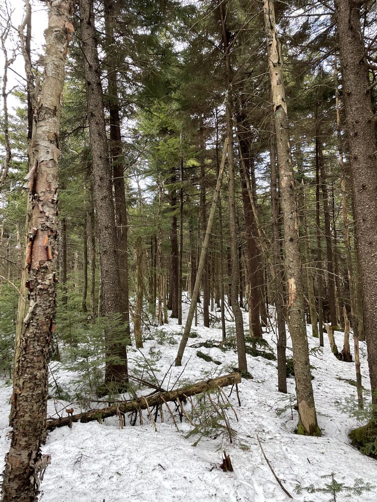 Pines on East Rusk