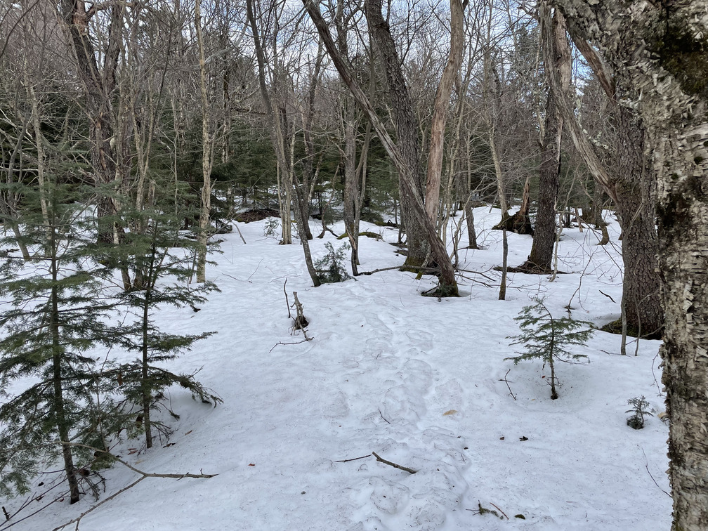 Snowshoe tracks on East Rusk