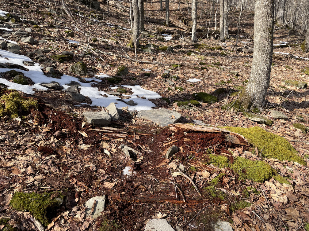 Rotted log that's been stepped on