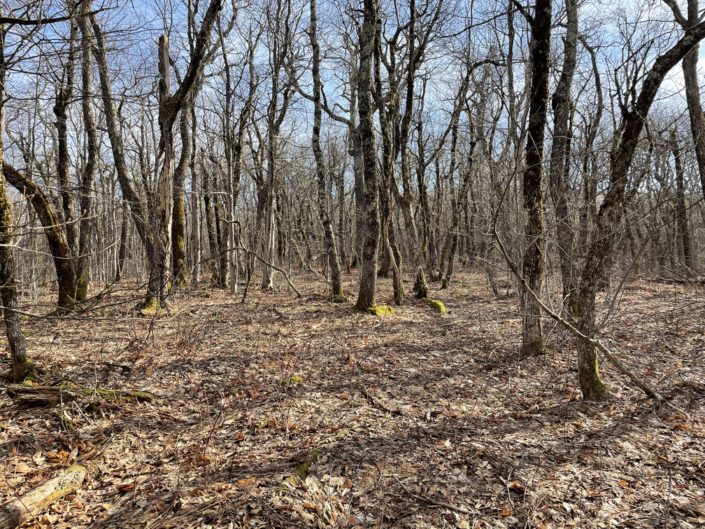 Dense forest on the col