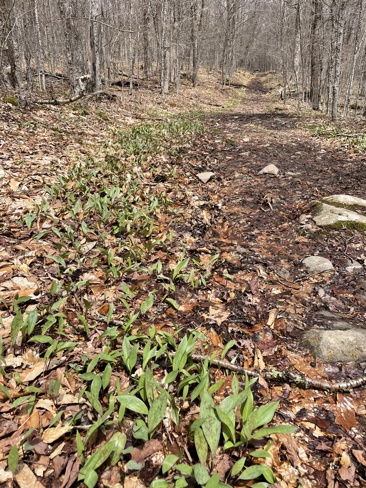 Path with Trout Lilies