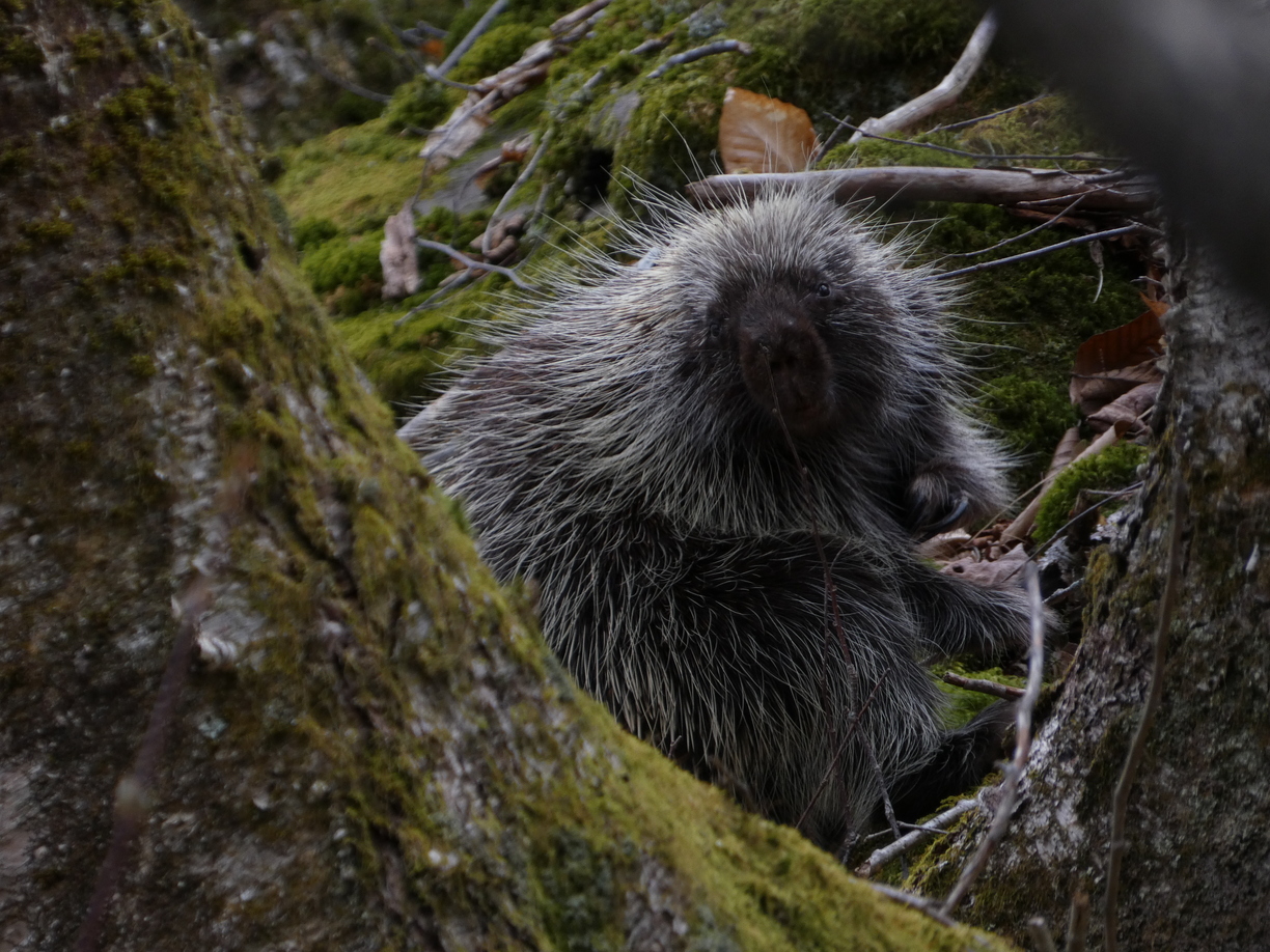 Porcupine looking at us