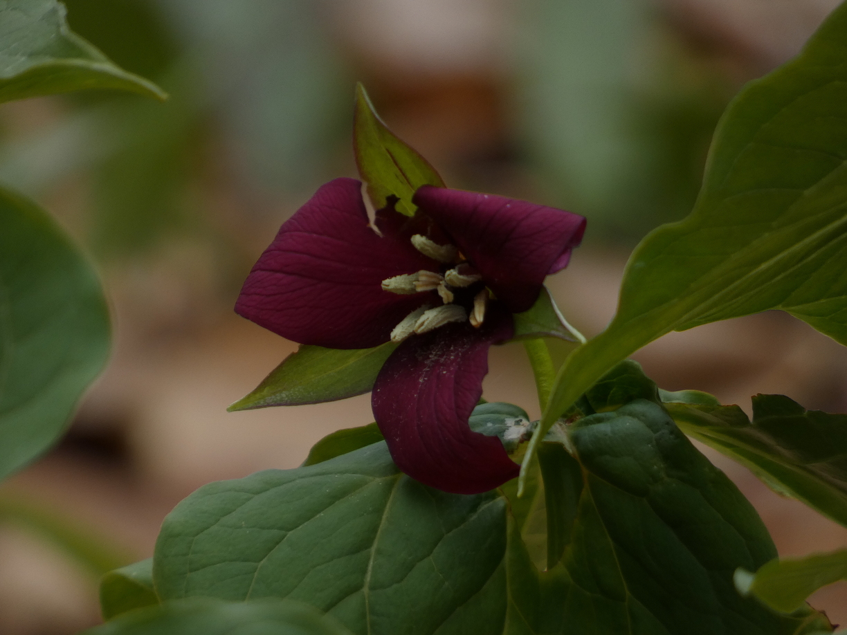 Trillium Closeup