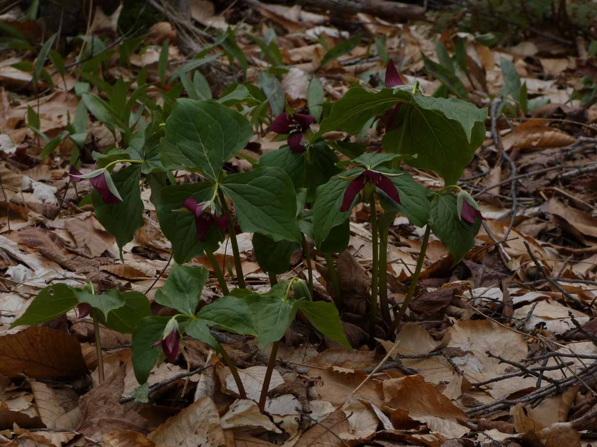 Trilliums