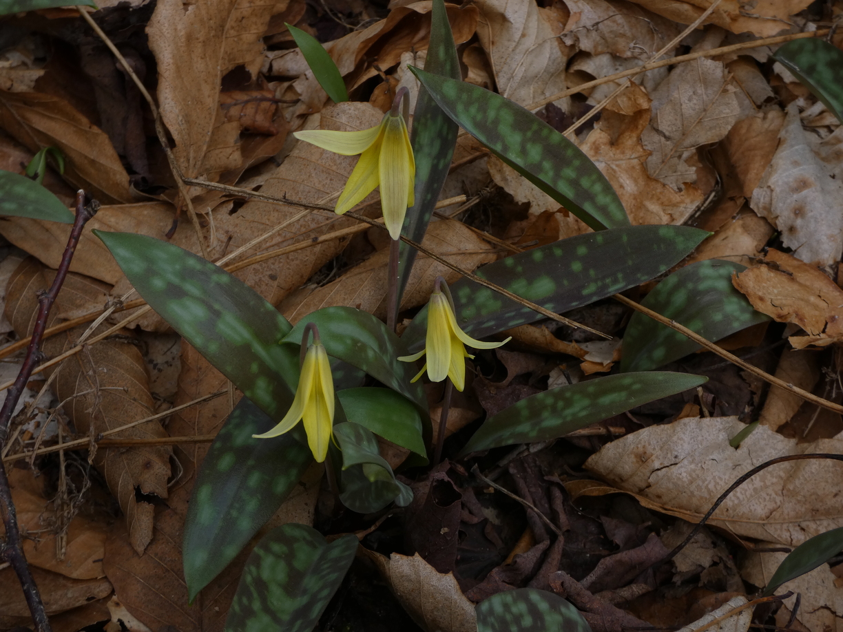 Trout Lilies