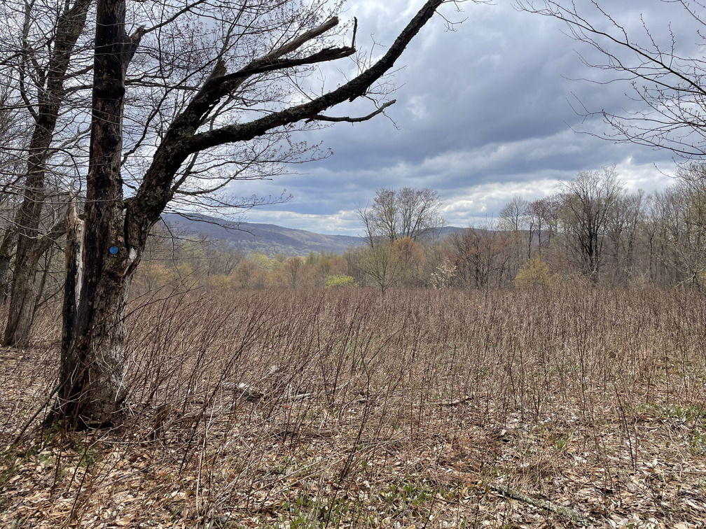 View over field near trailhead