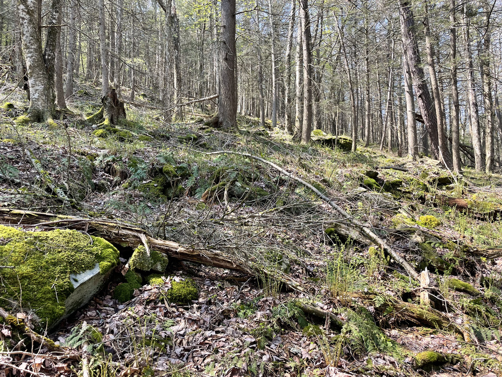 Steep start at Burnham Hollow