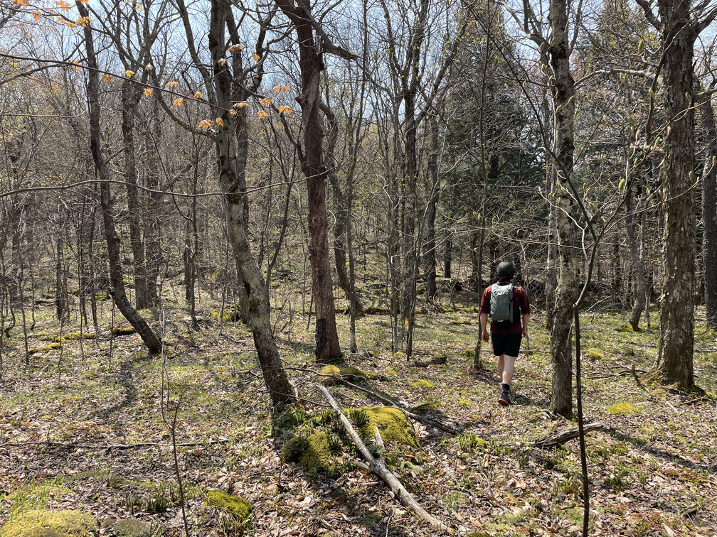 Open woods on the initial bushwhack