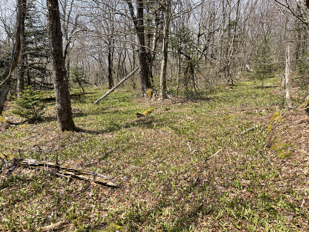 Field of Lilies