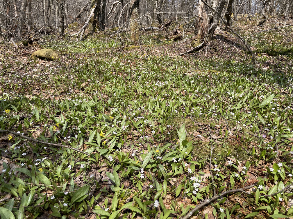 Field of Spring Beauties