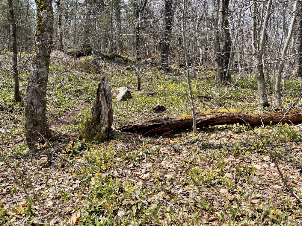 So many Trout Lilies!