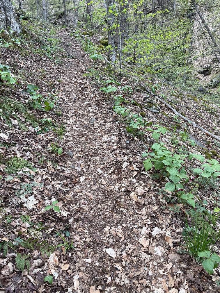 Lots of Trilliums