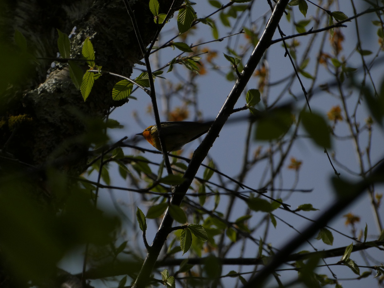 Blackburnian Warbler