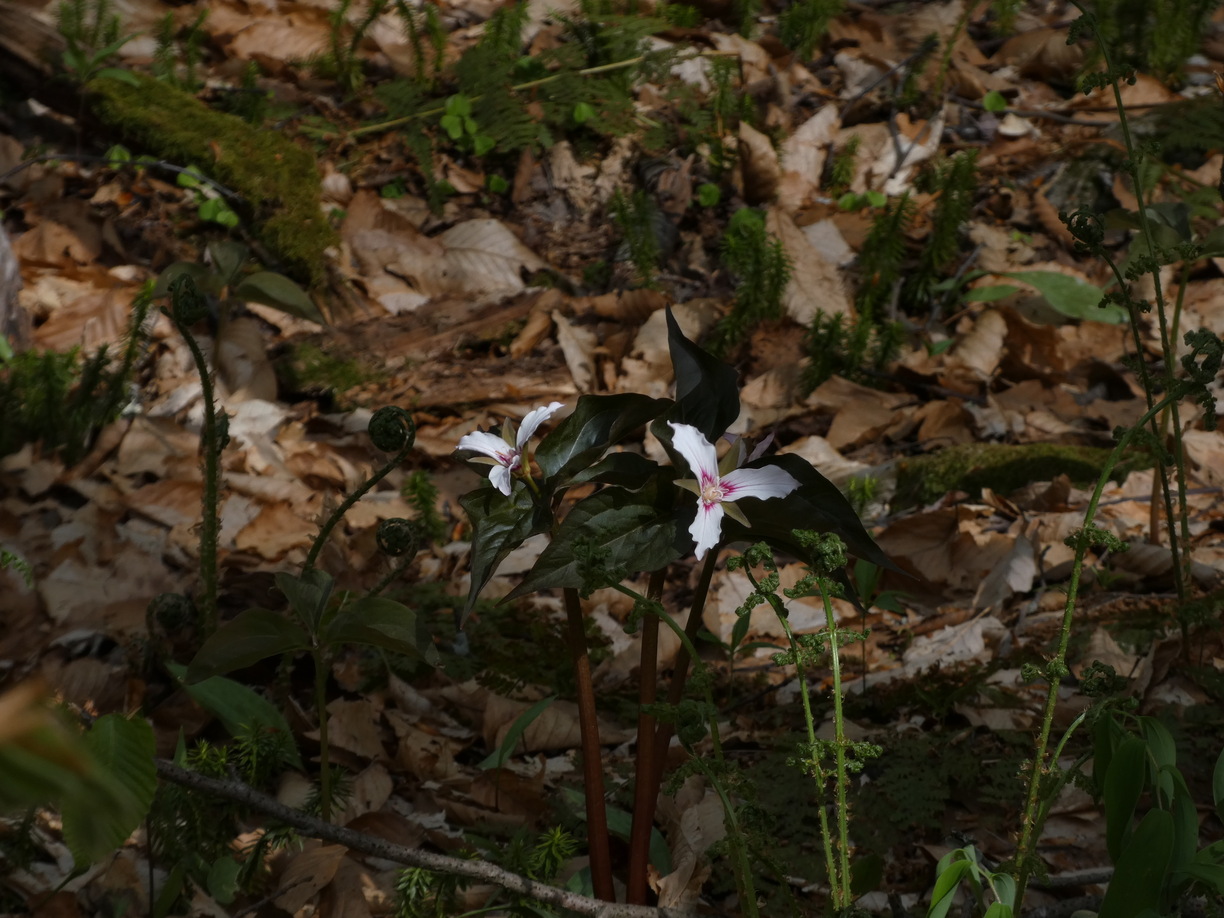 Painted Trillium and Ferns