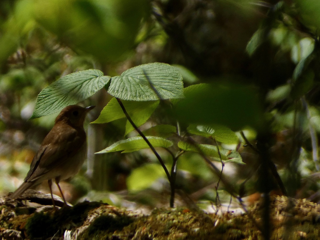 A Veery on the forest floor