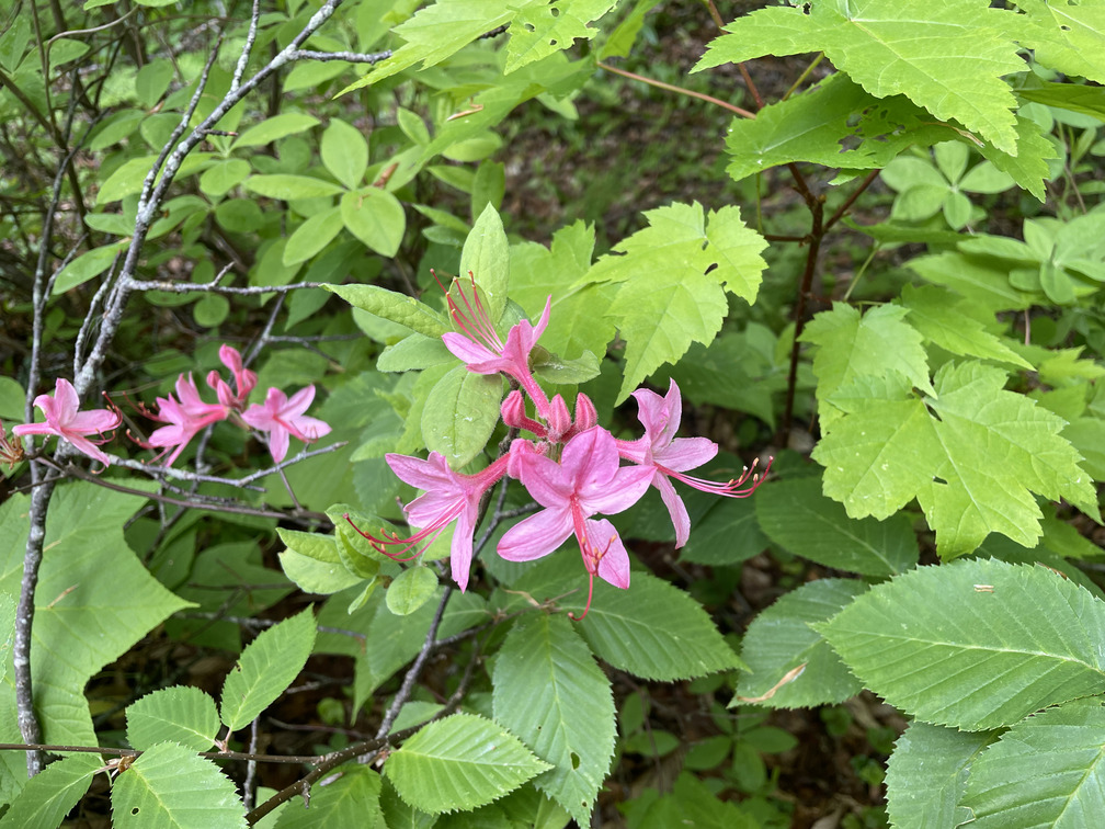 Mountain Azaleas in full bloom