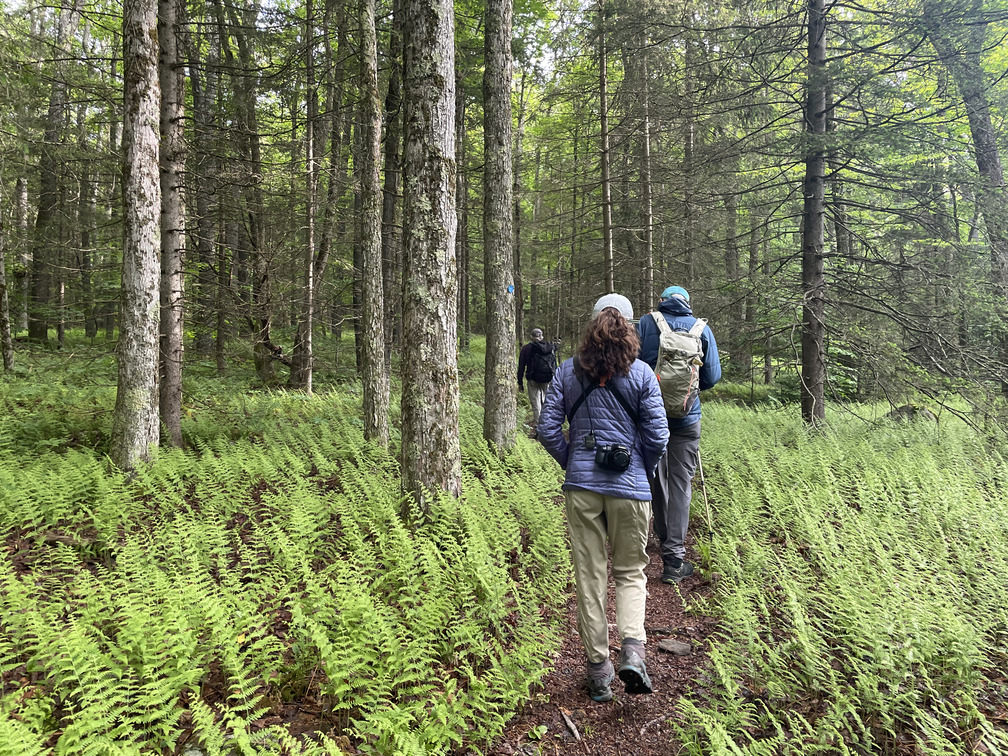 Walking along a fern grove