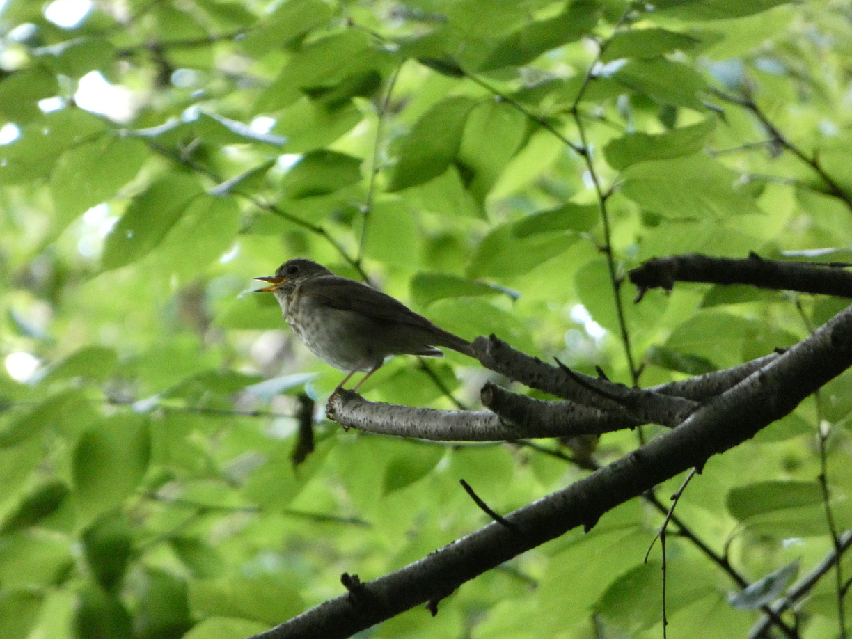 Singing Hermit Thrush