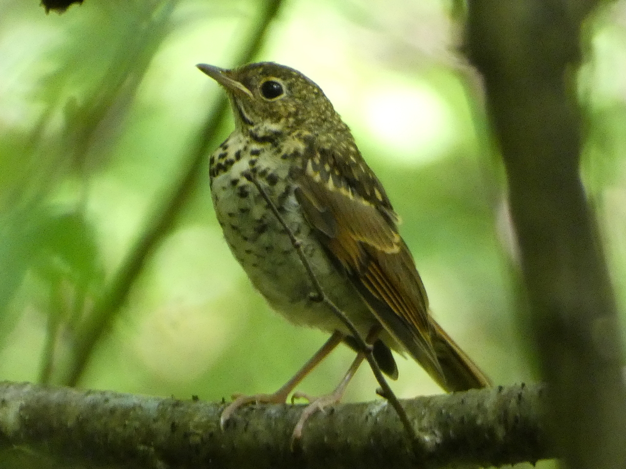 Baby Hermit Thrush