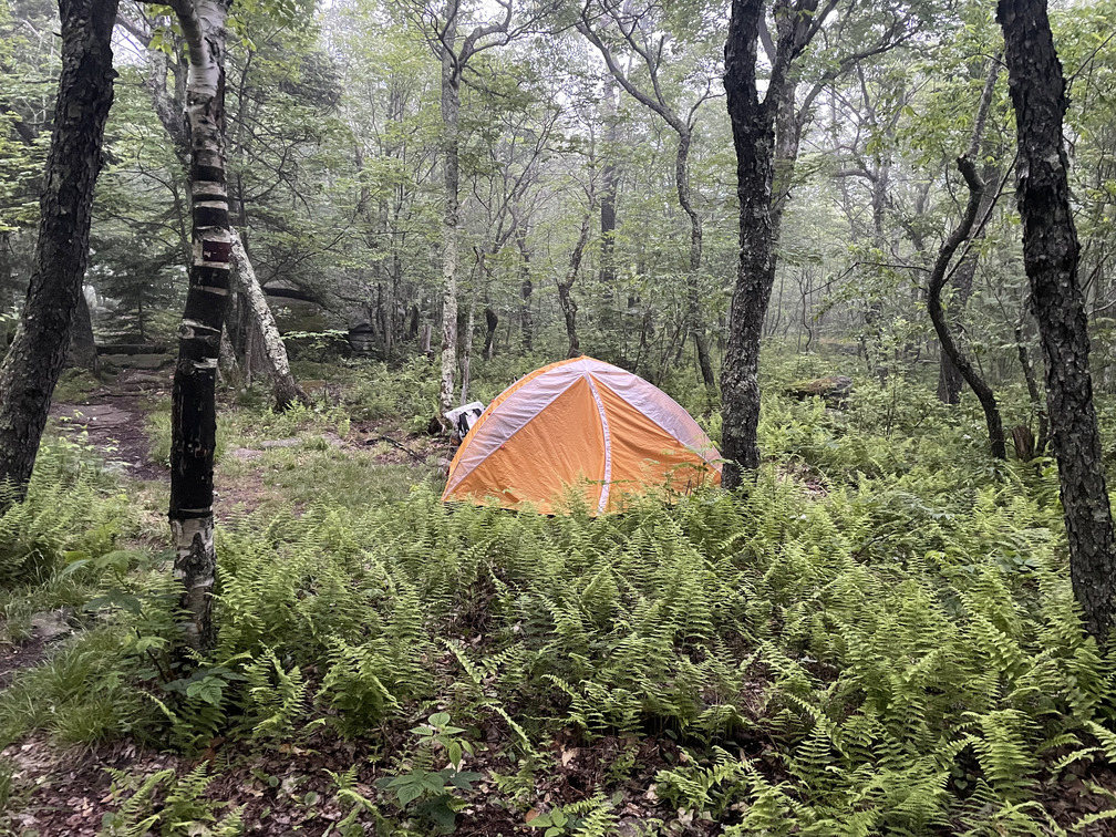 Our tent in the ferns