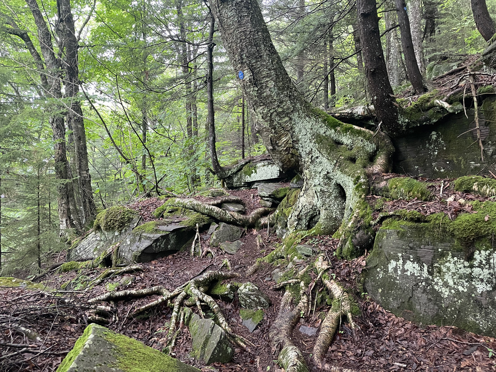 Cool tree on rock