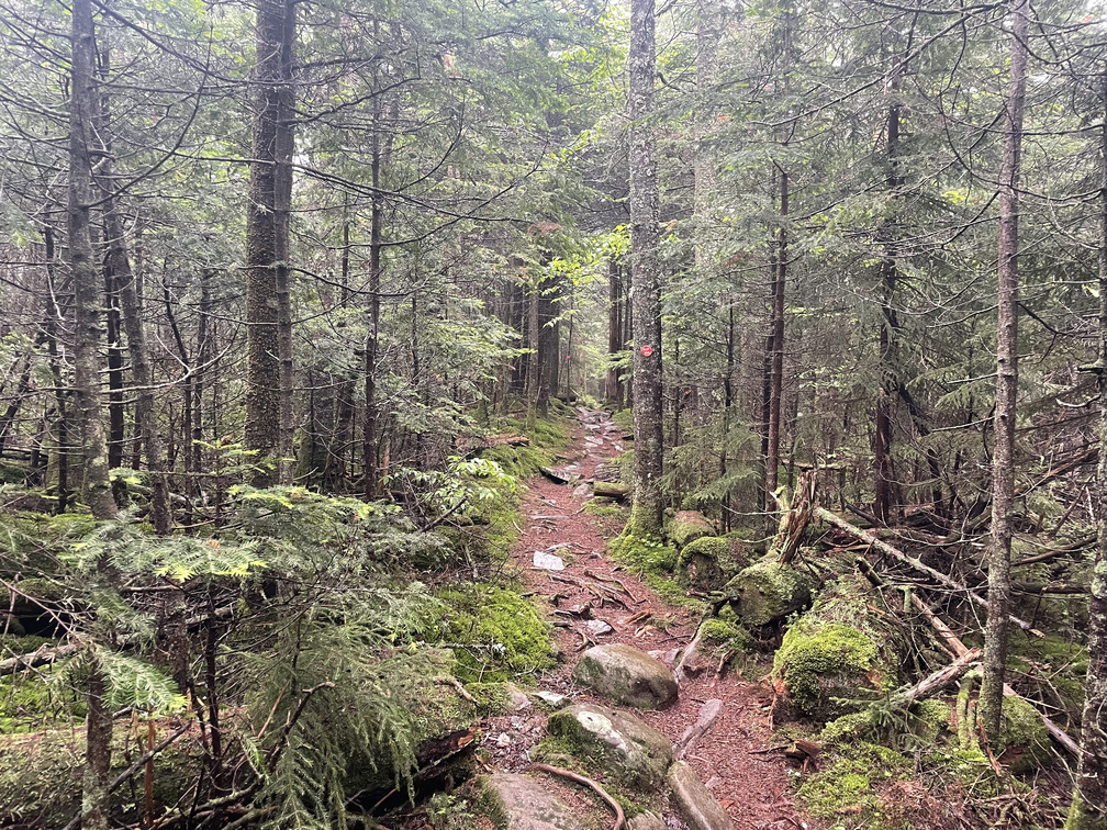 Dense Fir forest on Devil's Path